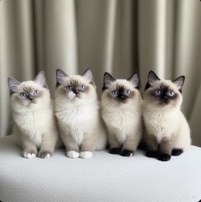 blue burmese cats